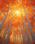 Saint O'Niell Alchemy Sylvan luxury scented candle of aromatic woods with crushed spices is depicted by a view taken from silver birch forest floor looking upward to the setting sun through leaves of orange and gold.